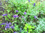 lavender2