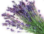 lavender1
