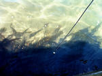 sea2