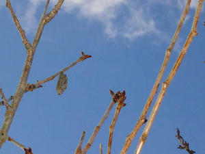 見えるかなぁ、みのむし付いてるんですけど