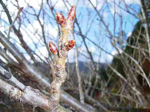 桜のつぼみ