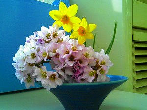 雪割り草とミニ水仙