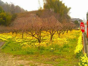 筒賀の黄色い花畑