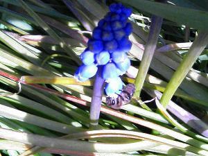 ムスカリとミツバチ