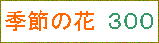 季節の花　３００