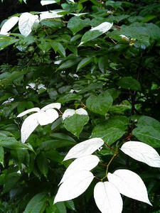 実は、マタタビ・・・らしいデス