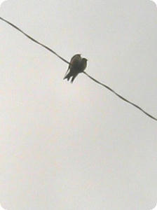 寄り添うつばめ