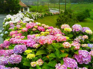 寺領のあじさい
