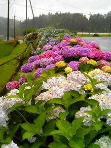 寺領のあじさい