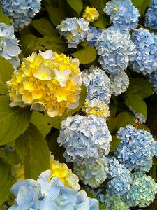 松原のあじさい