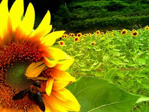 ヒマワリと花アブ