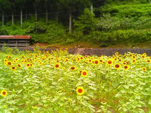 吉和郷のヒマワリ