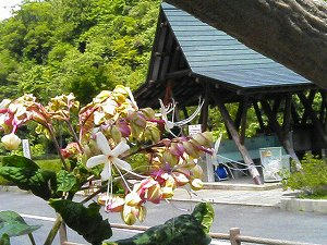 甘い香りなのに臭木（くさぎ）