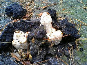 ど根性きのこ？