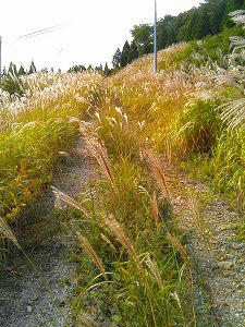 内黒峠のススキ