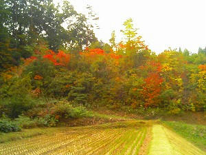 猪山のあるところ
