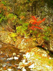 筒賀・川を覗いてみた