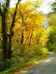 太田川を上流へ