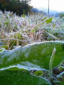 １１月３日の朝