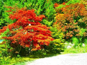 猪山中学校の校庭（休校）