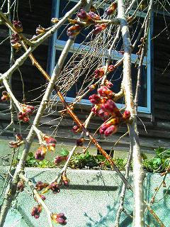 猪山中学校のしだれ桜