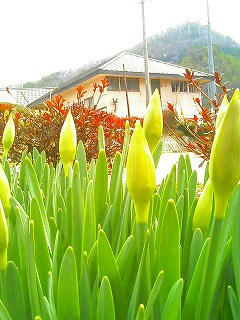 スイセンのつぼみ