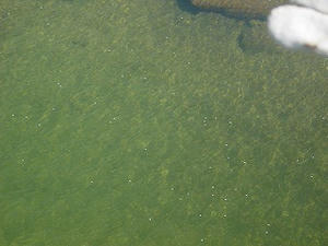 花びらがゆ～らゆら