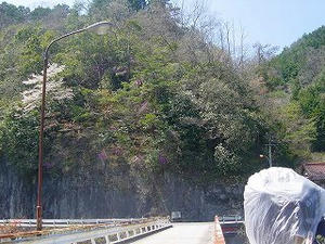 山つつじ・・・見える？