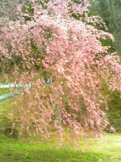 校庭の桜