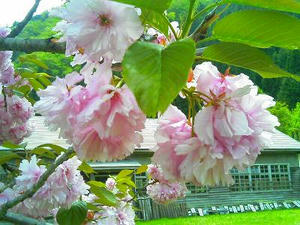 打梨集会所(旧小学校)