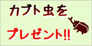 カブト虫をプレゼント!!