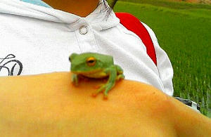 シュレーゲルアオガエル・ピンボケでごめんちゃい