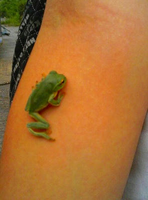 シュレーゲルアオガエル