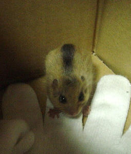 やまね、段ボール箱へ