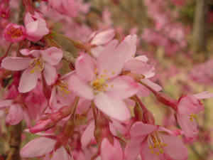 猪山の枝垂桜
