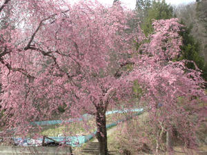 猪山の枝垂桜