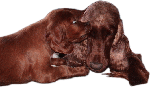 2008-06-17-2.gif