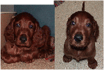 2008-06-16-1.gif