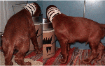 2008-06-16-3.gif