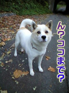 Greo10-31-2.jpg