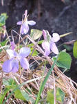 CA3F0008.jpg