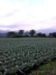 CA3F0051.jpg