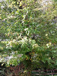 CA3F0092.jpg