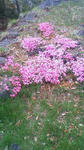 201105161602000.jpg