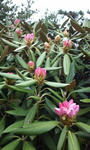asama-s-2011-05-15T15_25_37-2-thumbnail2.jpg