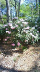 201105181505000.jpg