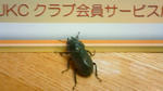 201107030957000.jpg