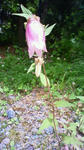 201107091247000.jpg