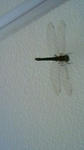 201107181336000.jpg