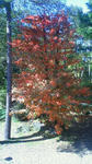 201110101253000.jpg